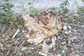 wood, green, tree,grass