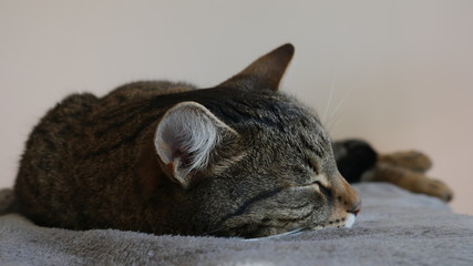Close-up Striped cat asleep on a gray blanket