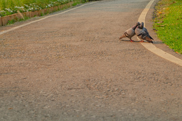 Two birds are showing love each other like a couple