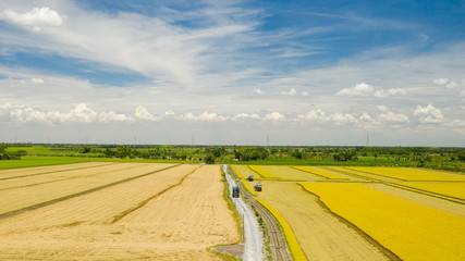 Aerial view of Harvester machine working in rice field from above