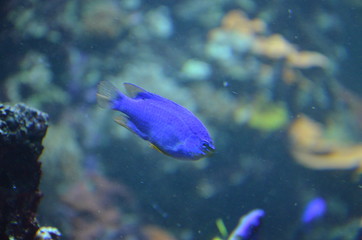 Tropical fish in aquarium