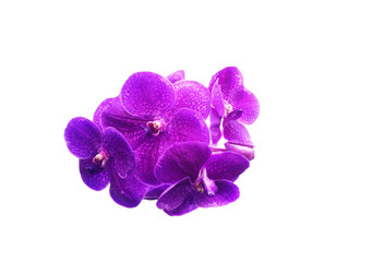 beautiful pink vanda orchid flower with green background