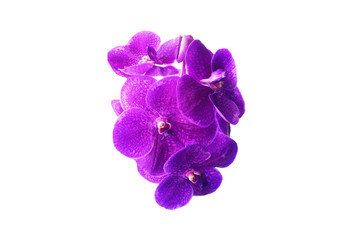 beautiful pink vanda orchid flower and white background