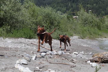 Rhodesian Ridgebacks on tour