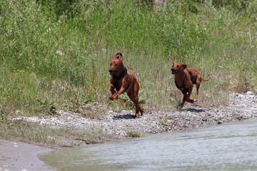 Rhodesian Ridgebacks on tour