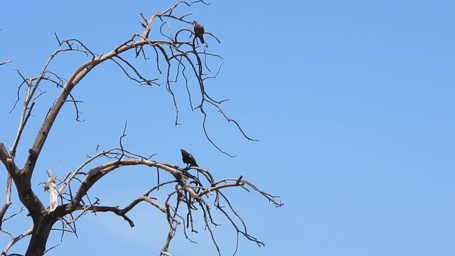 Hawaiian doves perched in a leafless tree.