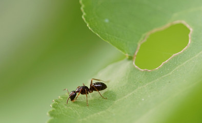 Ameise auf Blatt