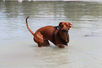 Rhodesian Ridgback on tour