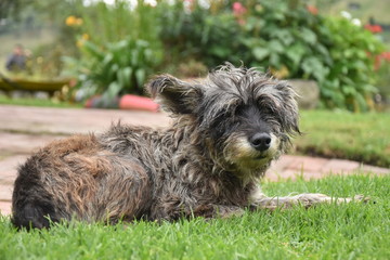 Naklejka na ściany i meble perro peludo echado finca casa rural naturaleza pasto potrero jardín perro mirando mascota schnauzer 