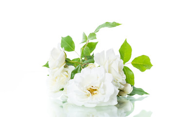Fototapeta premium bouquet of beautiful white roses isolated on white