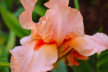Fototapeta na wymiar Beautiful pink irises on the flower bed in the garden.