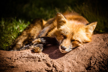 Red Fox Sleeping