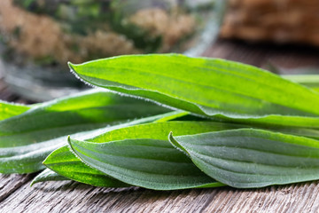 Fresh ribwort plantain leaves on a table