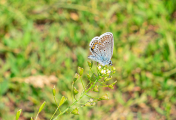 Blue butterfly