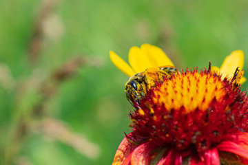 Another bee