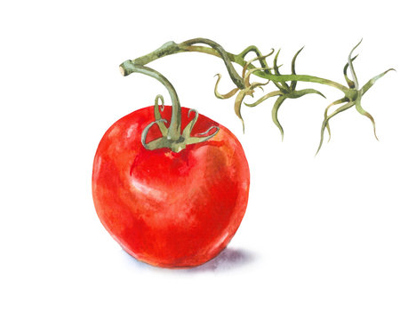 Watercolor tomato on the branch isolated on white