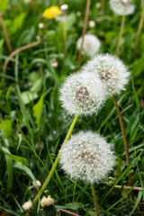 Dandelions snuggled in the grass Tarataxum officinale . Close up view. Selective focus