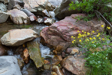 Golden Columbines and Colorful Boulders Along Flowing Stream, Arizona, USA