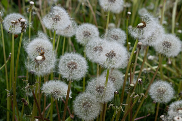 Dandelions snuggled in the grass Tarataxum officinale . Close up view. Selective focus