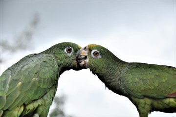 loros besandose comiendo frete a frete cielo azul plumas verdes naturaleza ave plumaje