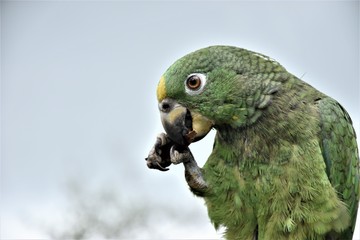 Obraz premium loro comiendo verde cielo azul ave plumaje perico pico cresta amarilla