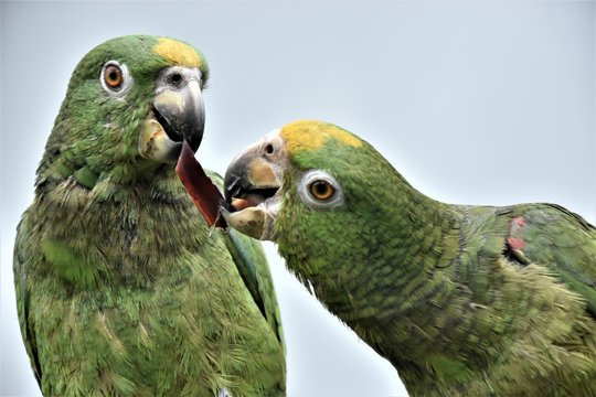 Perico Bilder Durchsuchen 1,605 Archivfotos, und