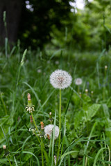 Dandelions snuggled in the grass Tarataxum officinale . Close up view. Selective focus