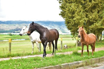 Obraz premium 3 caballos caballo blanco, negro y colorado natural arbol potrero caballo al borde de carretera