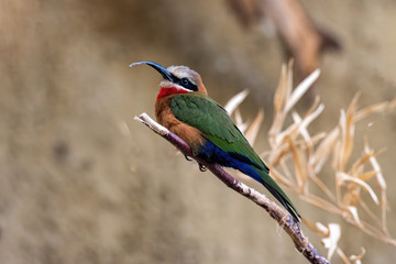 White Fronted Bee-eater (Merops bullockoides) sitting on a branch