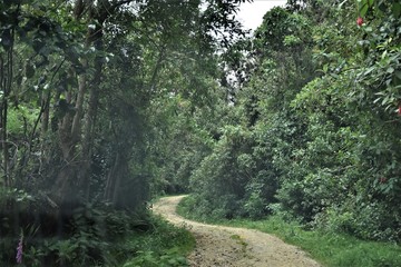 Fototapeta na wymiar bosque campo con camino verde arboles naturaleza selva natural