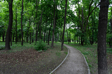 Alley in the Park among tree trunks on a summer or spring day