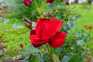 red rose in garden