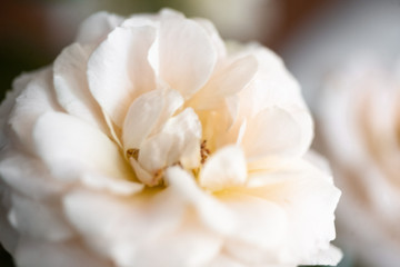 Obraz na płótnie Canvas Close-up mini roses