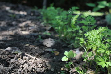 young plants in the garden