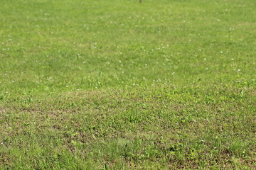 green grass background