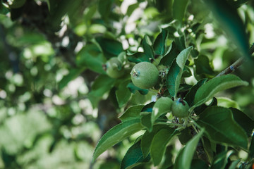 unripe apples growing on a tree