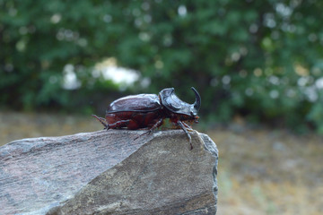 rhinoceros beetle close up on a stone