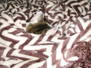 plaid with brown zigzag pattern, cat ears