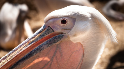 Pelican ( close up of head ) 