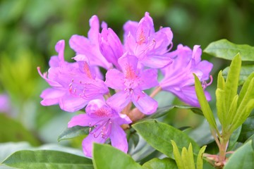 Flowering branch of oleander with selective focus and blurred background in the summer garden. Beautiful purple flowers on the rhododendrons bush. Pink summer blooming. Blossom pink oleander flowers 