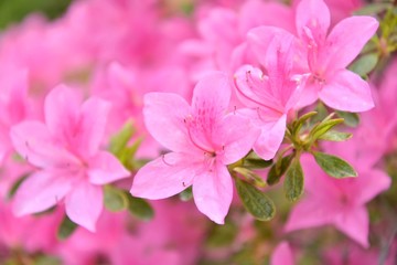 Pink rhododendrons flowers with selective focus and blurred background. Beautiful blooming oleander...