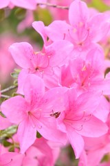 Pink rhododendrons flowers with selective focus and blurred background. Beautiful blooming oleander...