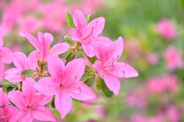 Pink rhododendrons flowers with selective focus and blurred background. Beautiful blooming oleander...
