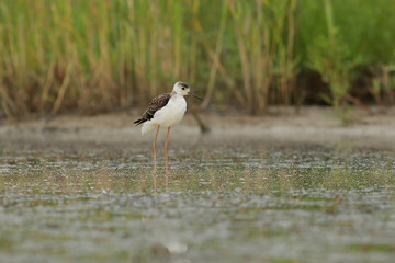 seagull on the beach