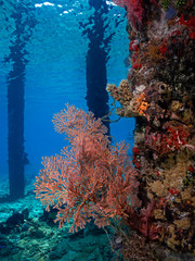 Fototapeta na wymiar Coral colony at the jetty (Pulau Bangka, North Sulawesi/Indonesia)