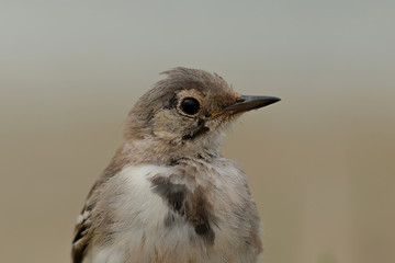 portrait of a young sparrow
