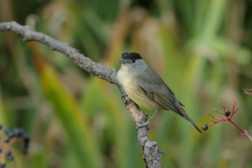 bird on a branch