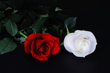 Elegant glamorous red and white roses on black background. Congratulatory background to day of lovers, wedding day. Symbolic concept — love, loyalty, romance, beauty.