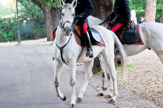 White horses of italian Carabinieri