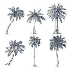 Fototapeten Tropical coconut palm trees set. Vector sketch illustration. Hand drawn tropical plants and floral design elements. © Qualit Design